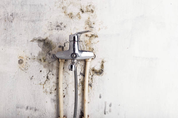 Best Local Mold Removal Service  in Rockford, MN