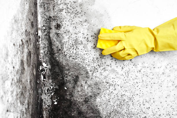Best Office Mold Removal Services  in Rockford, MN