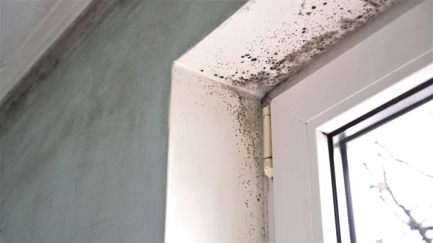 Best Mold Removal and Inspection  in Rockford, MN