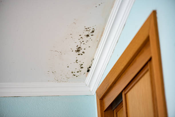 Best Residential Mold Removal  in Rockford, MN