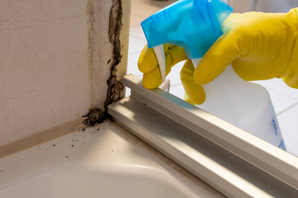 Best Residential Mold Removal  in Rockford, MN