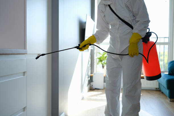 Best Professional Mold Removal  in Rockford, MN