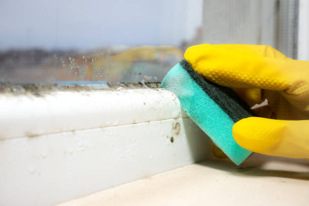 Best Mold Removal Near Me  in Rockford, MN
