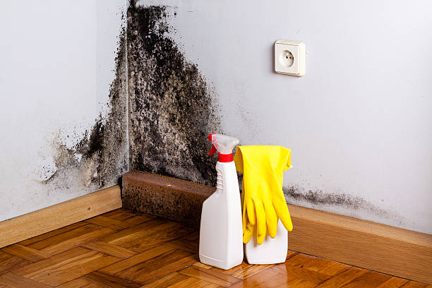 Best Office Mold Removal Services  in Rockford, MN