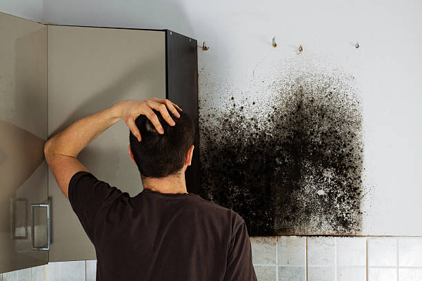 Professional Mold Removal in Rockford, MN