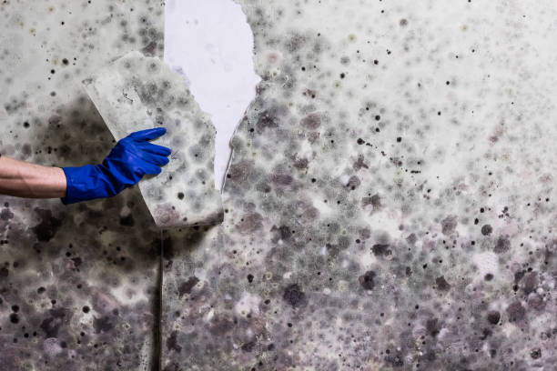 Best Home Mold Removal  in Rockford, MN
