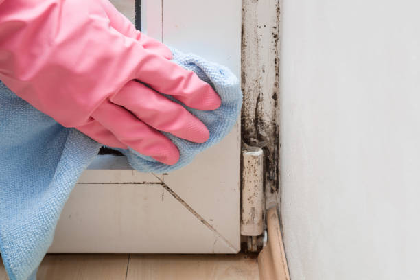 Best Mold Inspection  in Rockford, MN