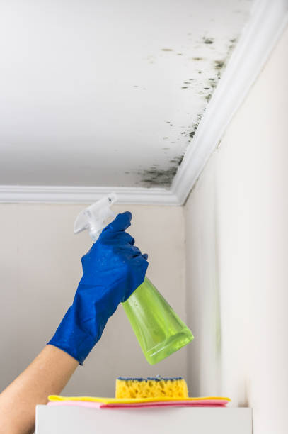 Mold Removal Process in Rockford, MN